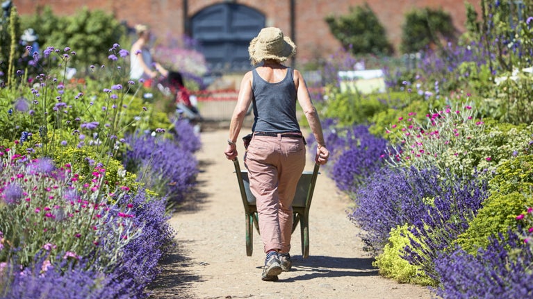 Volunteer gardener in the walled garden at Attingham Park, Shropshire